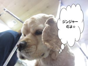 施術後コッカー