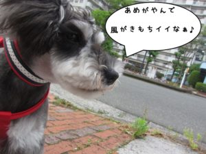 預かり中Mシュナ