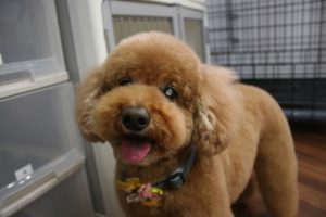 施術後トイプードル
