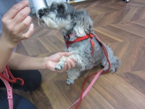 預かり中Mシュナ