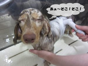 シャンプー中ミニチュアダックス