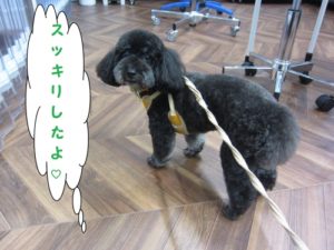 横からトイプードル