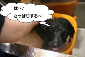 スパ中トイプードル