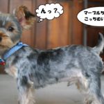 キョトンヨーキー