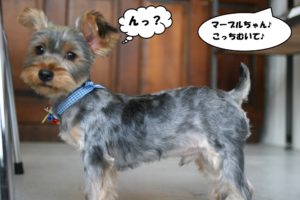 キョトンヨーキー