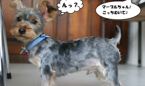 キョトンヨーキー