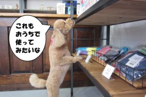 お買い物トイプードル