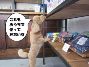お買い物トイプードル