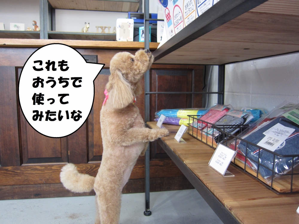 お買い物トイプードル