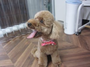 施術後トイプードル