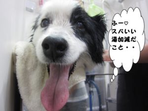 カット後コリー