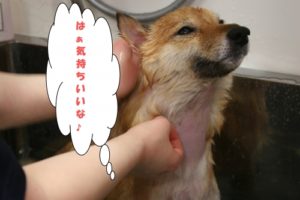 シャンプー中柴犬