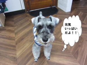 預かり中Mシュナ