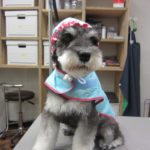 レインコートMシュナ