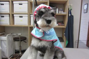 レインコートMシュナ