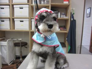 レインコートMシュナ