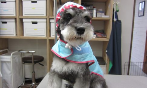 レインコートMシュナ