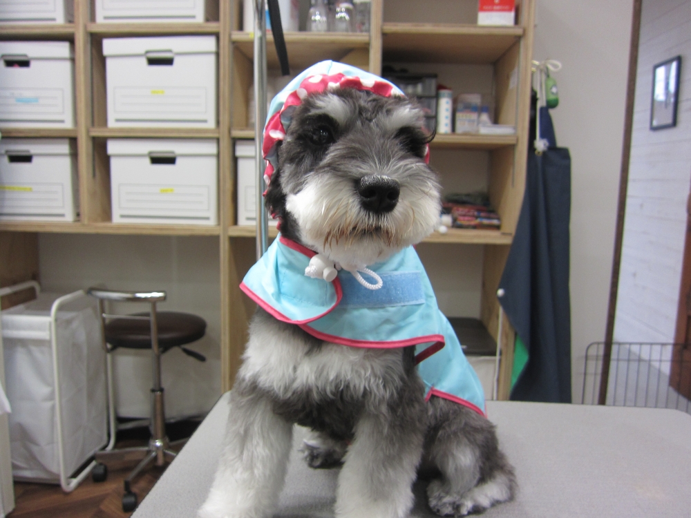 レインコートMシュナ