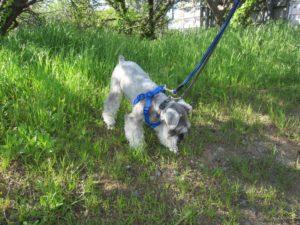 お散歩中Mシュナ