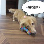 おもちゃミニチュアダックス