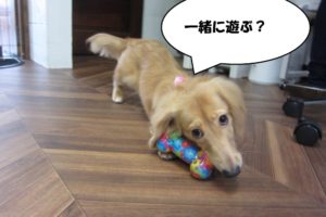 おもちゃミニチュアダックス