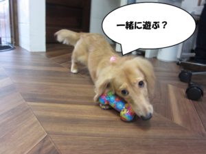 おもちゃミニチュアダックス