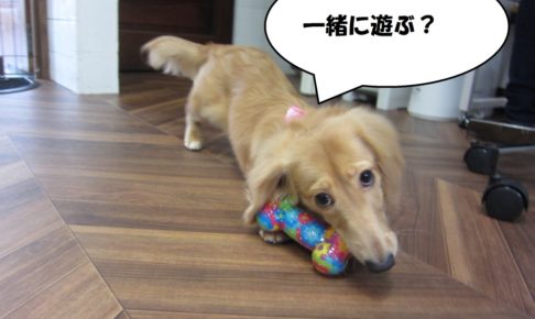 おもちゃミニチュアダックス