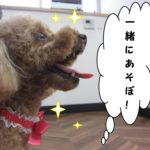 横顔トイプードル