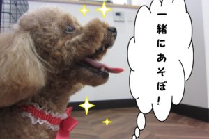 横顔トイプードル