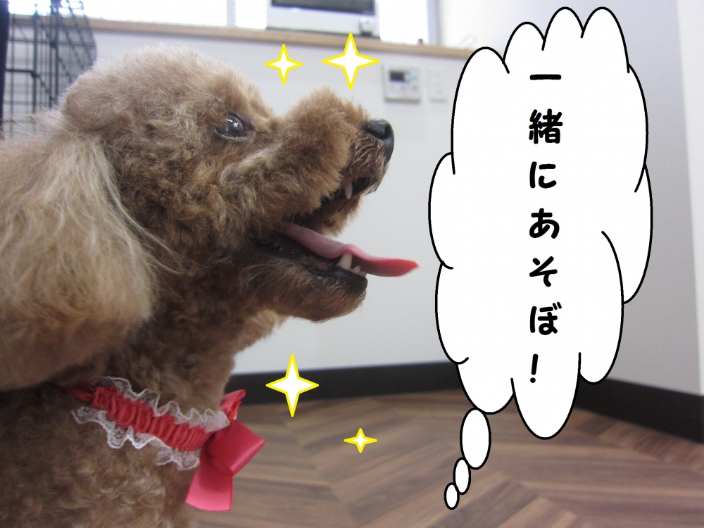 横顔トイプードル