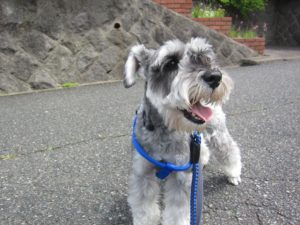 お散歩中Mシュナ