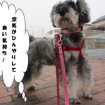 えっへんMシュナ