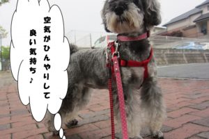 えっへんMシュナ