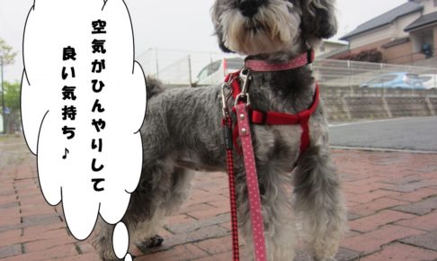 えっへんMシュナ