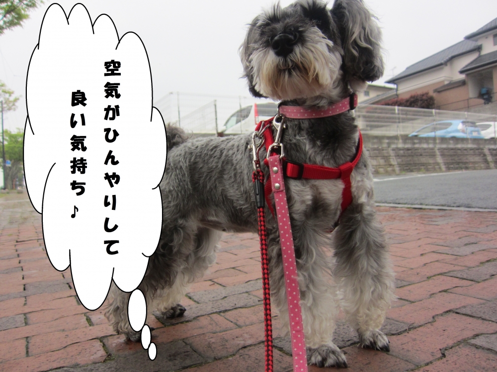 えっへんMシュナ