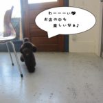 歩くトイプードル