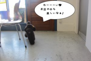 歩くトイプードル