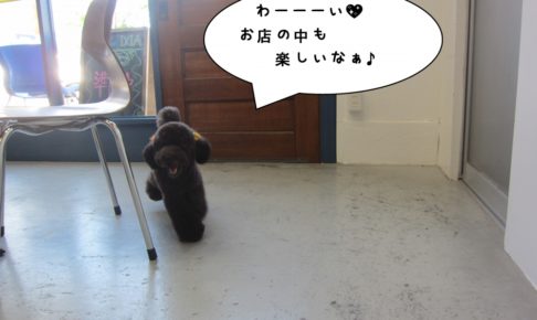 歩くトイプードル