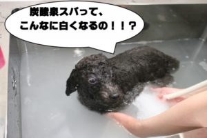 スパ中トイプードル