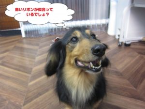 施術後ミニチュアダックス