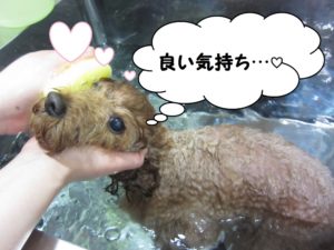 スパ中トイプードル