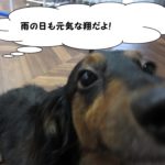 顔アップミニチュアダックス