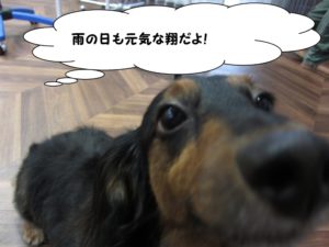 顔アップミニチュアダックス