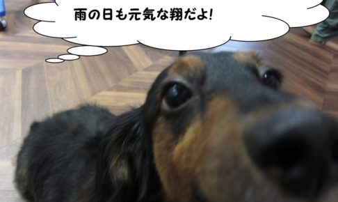 顔アップミニチュアダックス