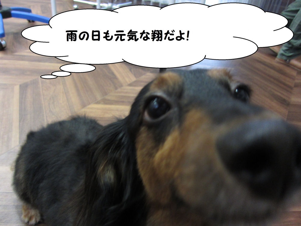 顔アップミニチュアダックス