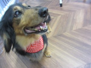 施術後ミニチュアダックス