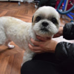 おすましシーズー