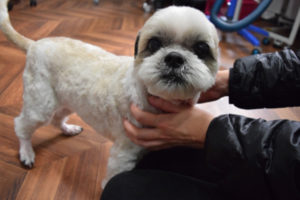 おすましシーズー