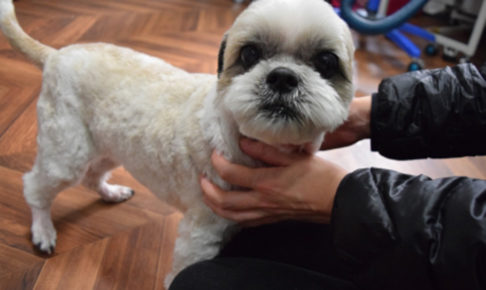 おすましシーズー