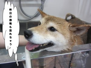 スパ中柴犬
